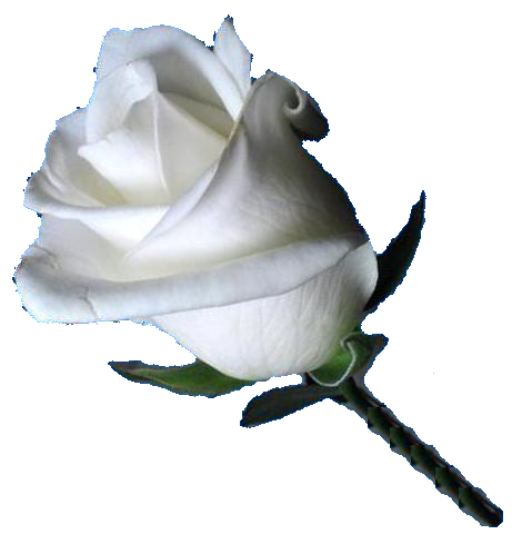 цветочек белая роза
